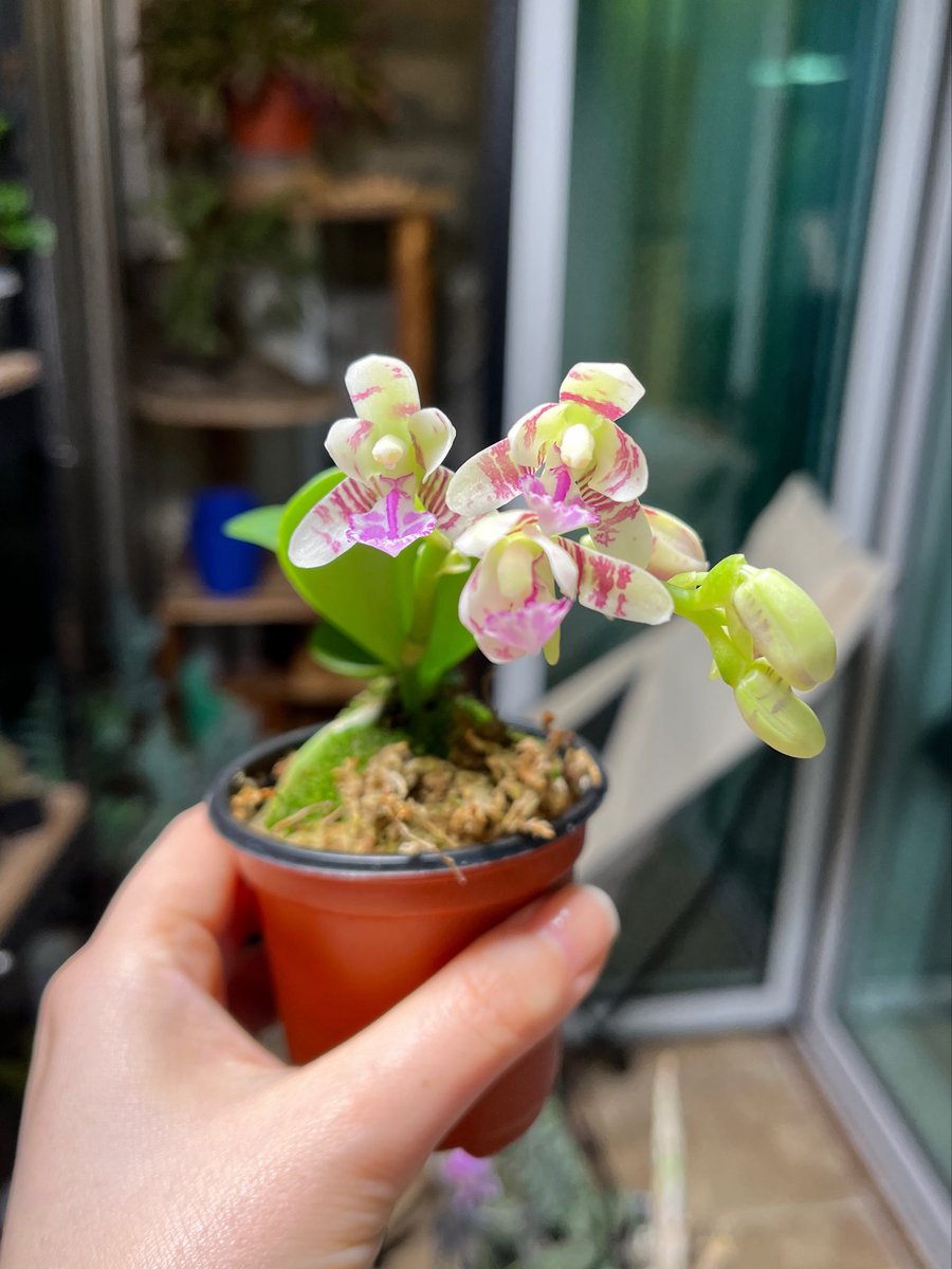 고사리집사 tweet media