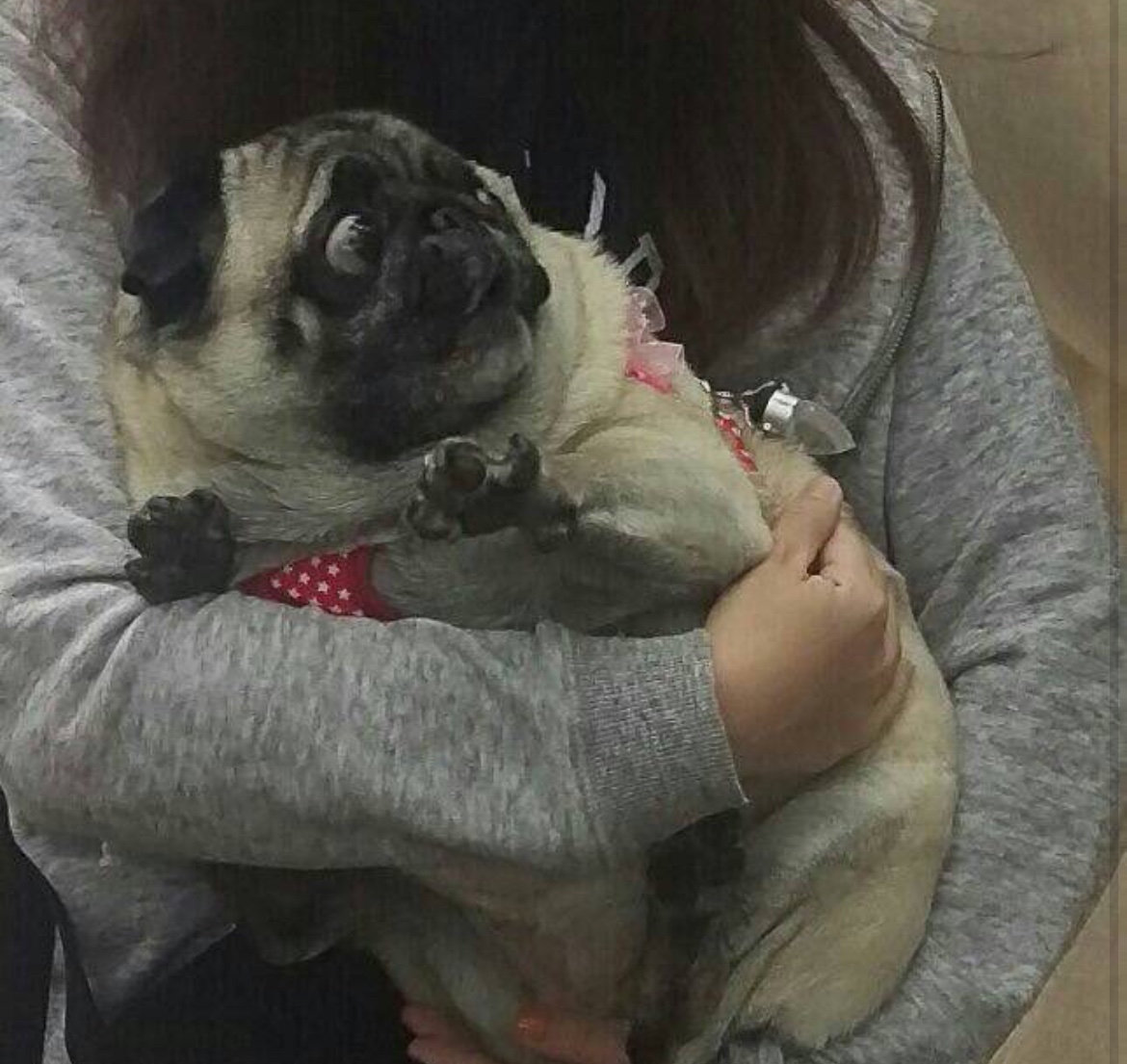 犬しか勝たん tweet media