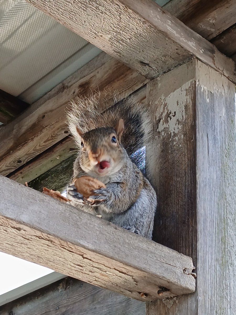 Squirrel Girl tweet media