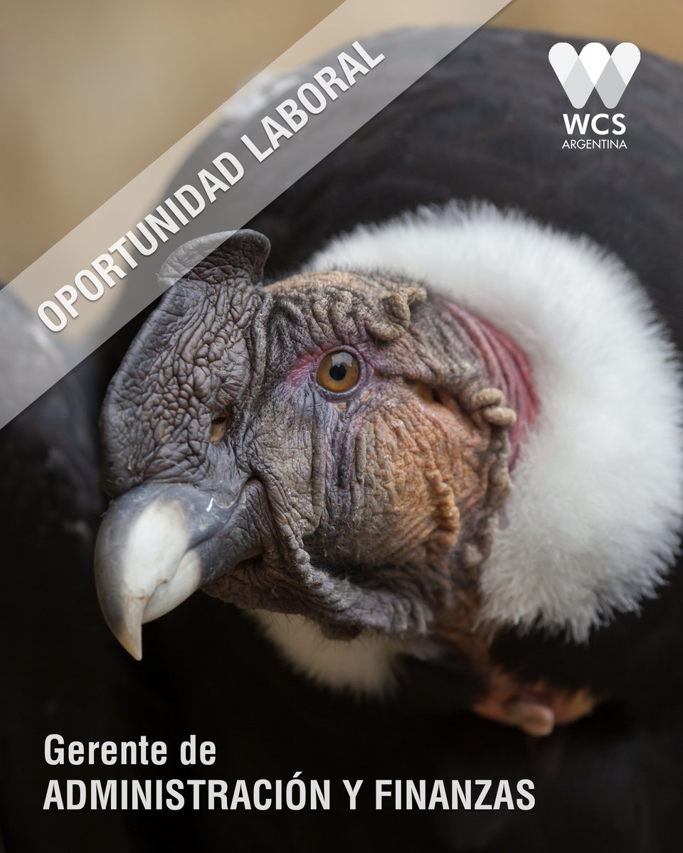 wcsargentina's tweet photo. #OportunidadLaboral | Buscamos Gerente de Finanzas y Administración para optimizar el impacto de las acciones de conservación, garantizando la planificación y sostenibilidad financiera, gestión administrativa y eficiencia operativa.
Postulá hasta el 27/4➡️ https://t.co/2boPKQIMo8 https://t.co/etHEiCCYL6