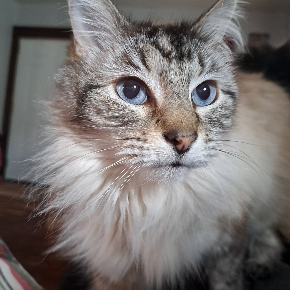 PiA³ ＜★ BILLLIE Y NMIXX CB tweet media