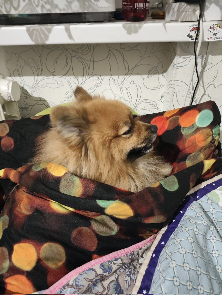 поиск мью, вот вам фото моего пса для привлечения внимания

обо мне в реплаях, пж, ретвит!