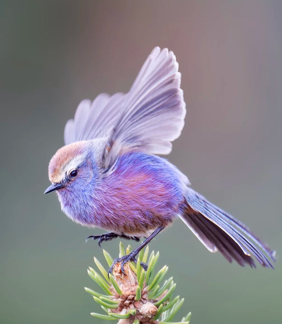 jen520z4's tweet photo. White-browed Tit-warbler | Dopamine Bird One of the most charming birds on the plateau, the White-browed Tit-warbler (scientific name: Leptopoecile sophiae) is a small bird belonging to the genus Leptopoecile in the family Titidae of the order Passeriformes. https://t.co/qFhkDz64sG