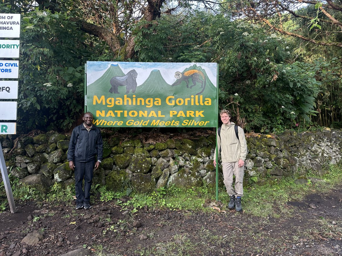 S2GTours's tweet photo. Back in Mgahinga Gorilla National Park 🇺🇬 — where gold meets silver ✨ From gorillas to golden monkeys, the magic never fades.

Explore Uganda with Safari 2 Gorilla Tours 📲 https://t.co/geKKjXJ6pK #Safari2GorillaTours https://t.co/9iiP5E6M6a