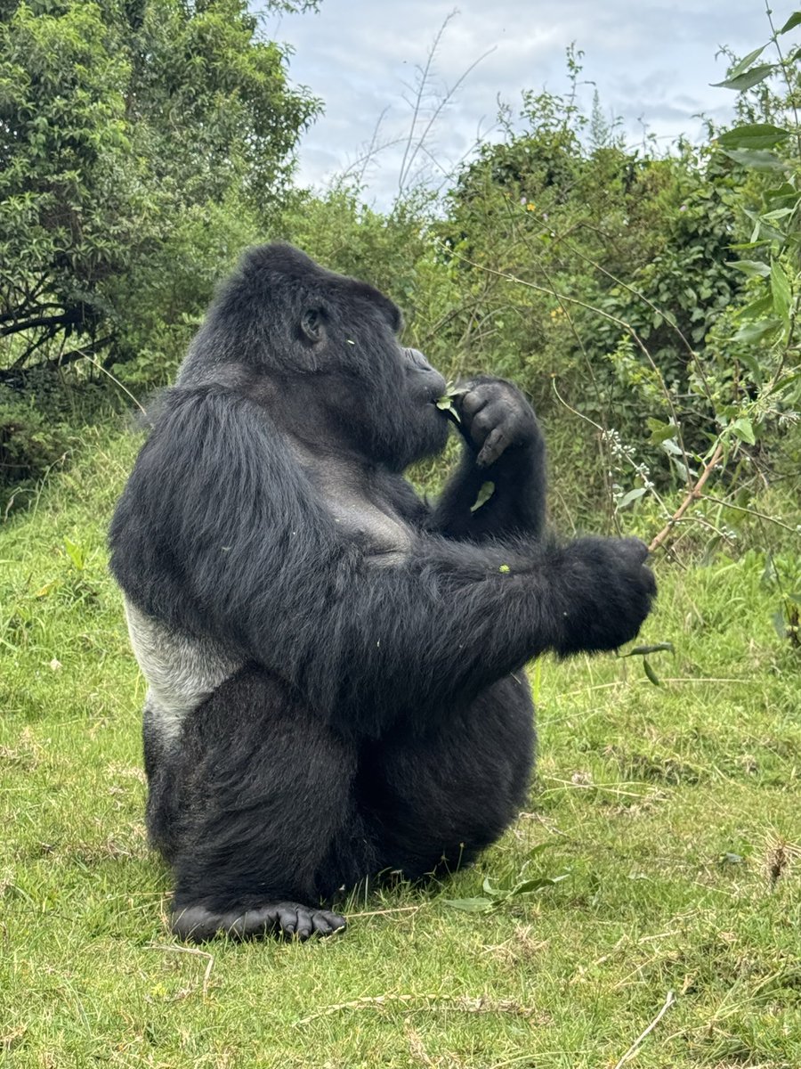 S2GTours's tweet photo. Back in Mgahinga Gorilla National Park 🇺🇬 — where gold meets silver ✨ From gorillas to golden monkeys, the magic never fades.

Explore Uganda with Safari 2 Gorilla Tours 📲 https://t.co/geKKjXJ6pK #Safari2GorillaTours https://t.co/9iiP5E6M6a