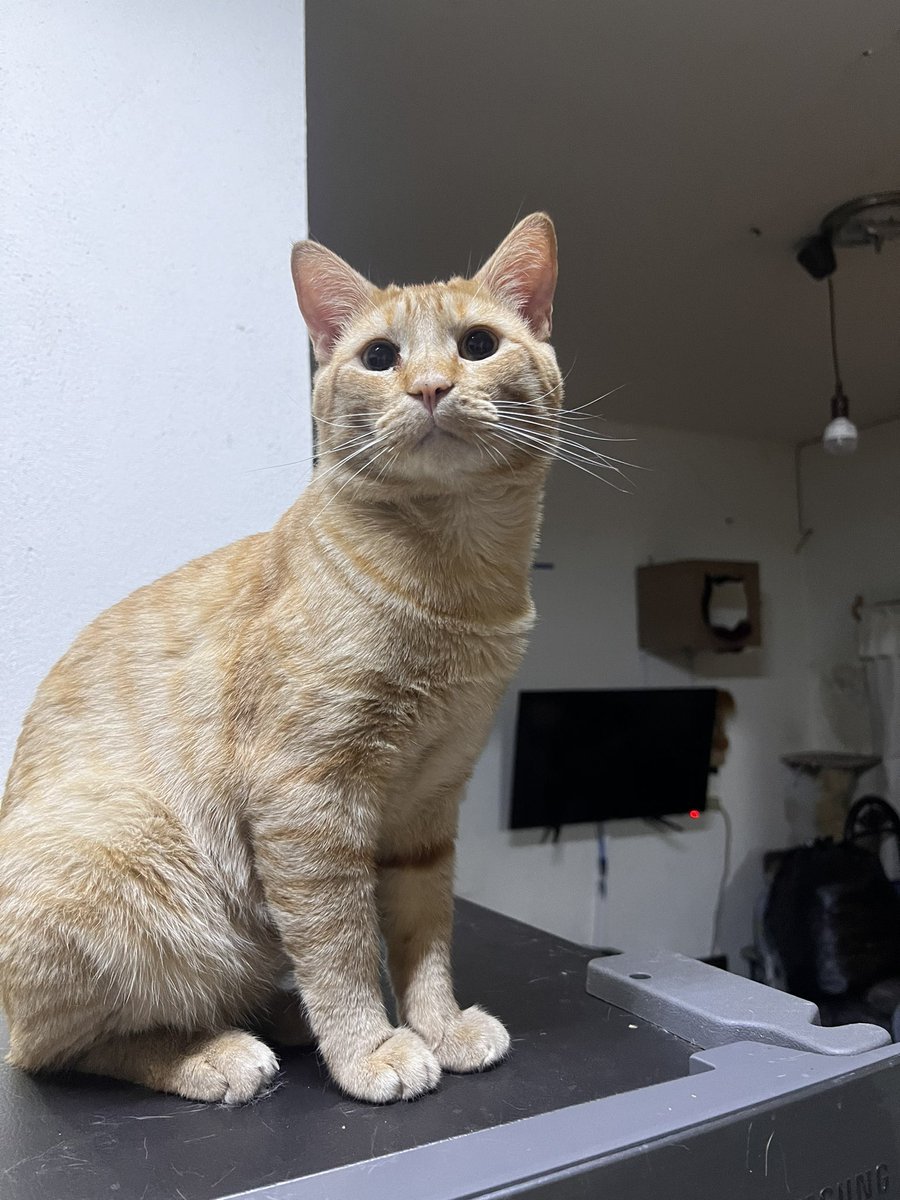 ねきと Nekito de Michigan 🏳️‍🌈🏳️‍⚧️ 🍉 tweet media