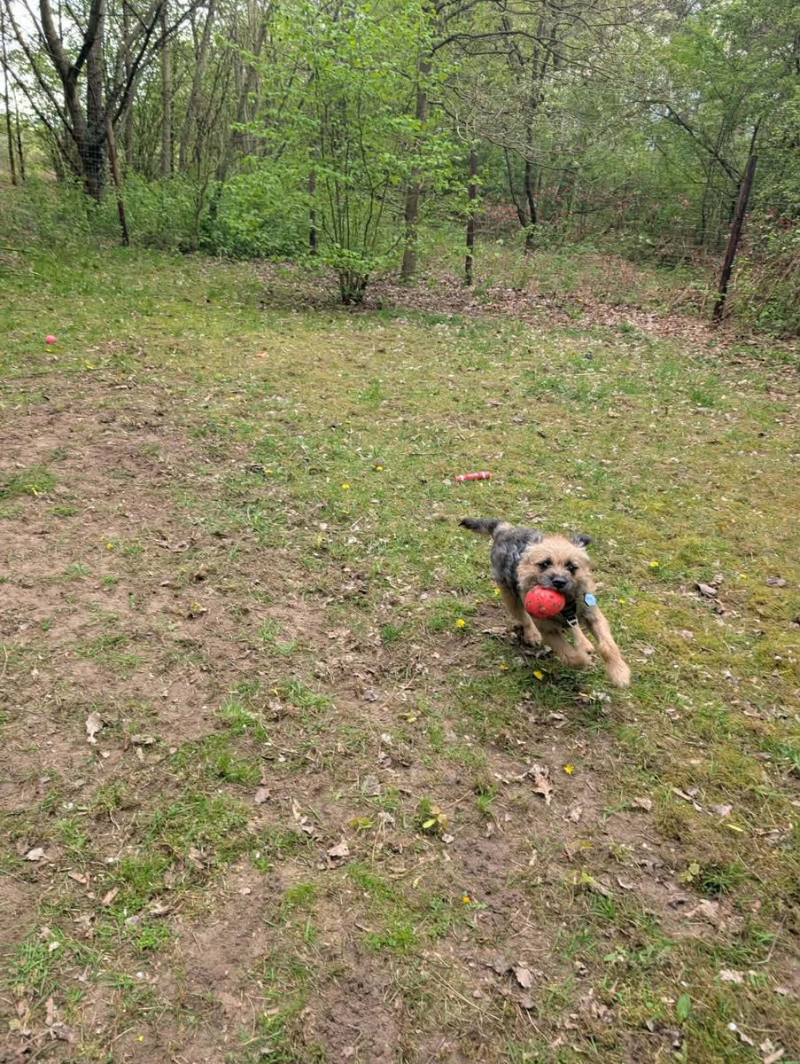 Wee Ziggy OBE little bro of beloved🌈Baxter Boo 🤎 tweet media