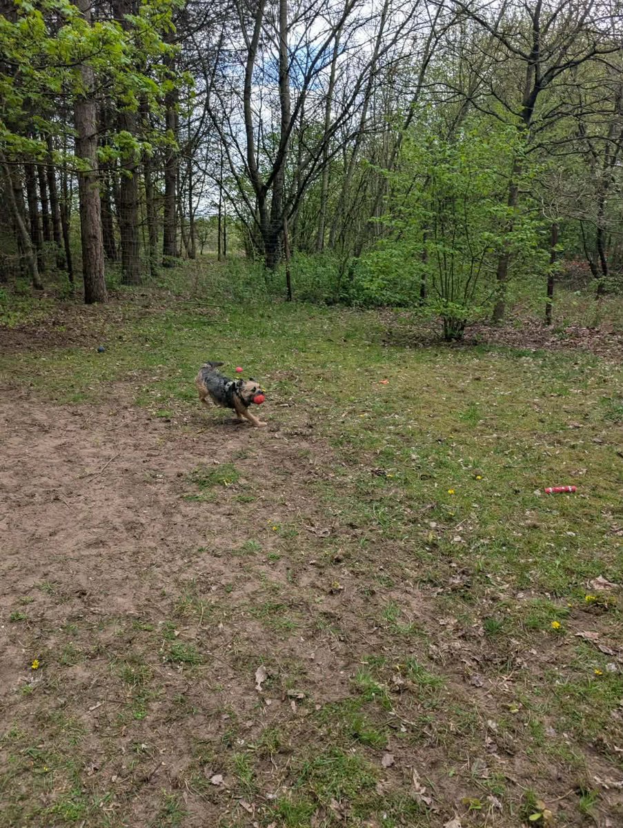 Wee Ziggy OBE little bro of beloved🌈Baxter Boo 🤎 tweet media