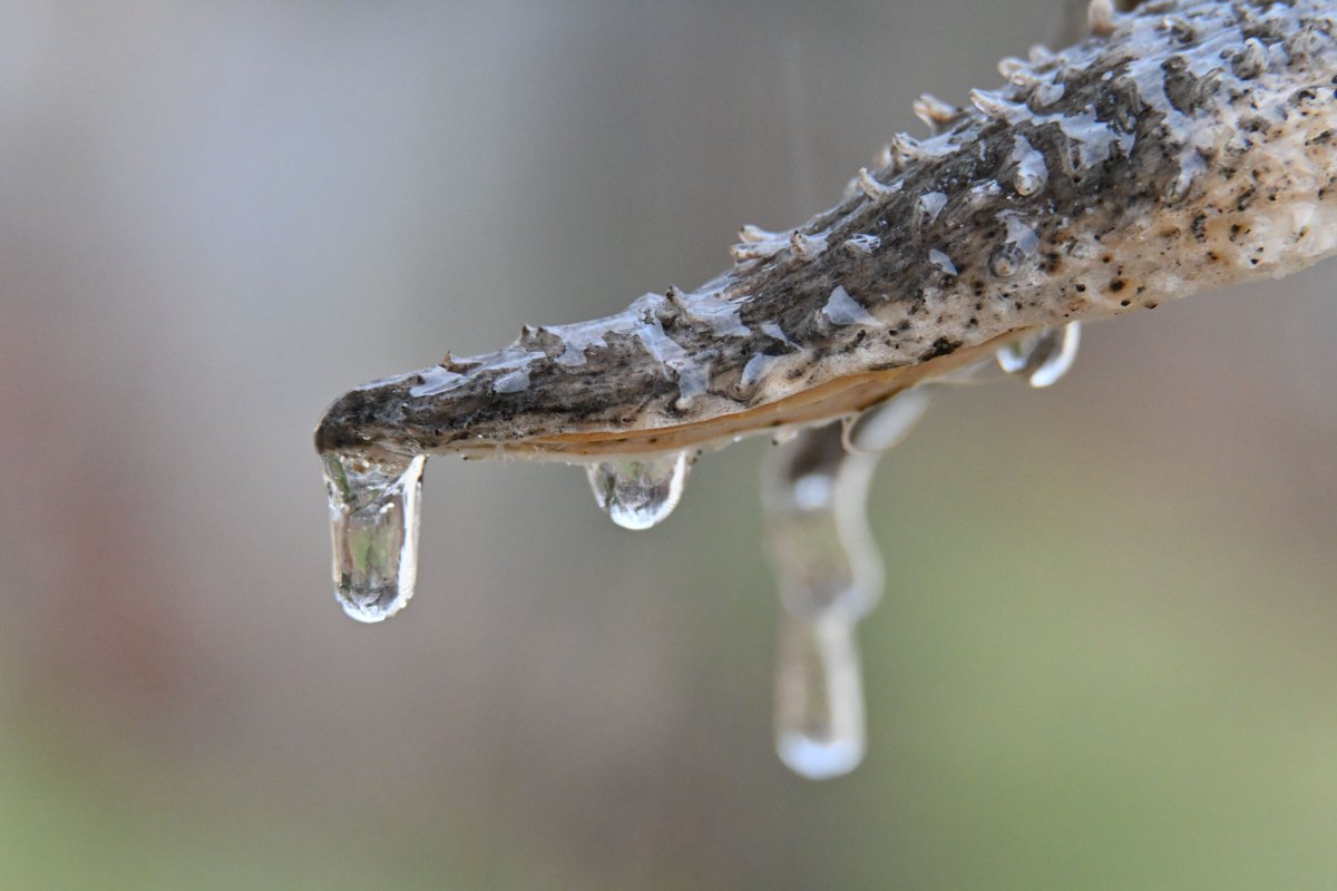 AndrewSabai's tweet image. Early in April, we woke up to freezing rain. I took some photos of the ice on the maple tree, chicken wire, switch grass, and milkweed pods.  I figured I would come back out later, but the rain got warm and melted away the ice. #icestorm #garden #nativeplants