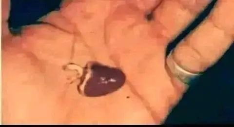 👑💚🤍 كنانه بن مضر 515 💚🤍 tweet media