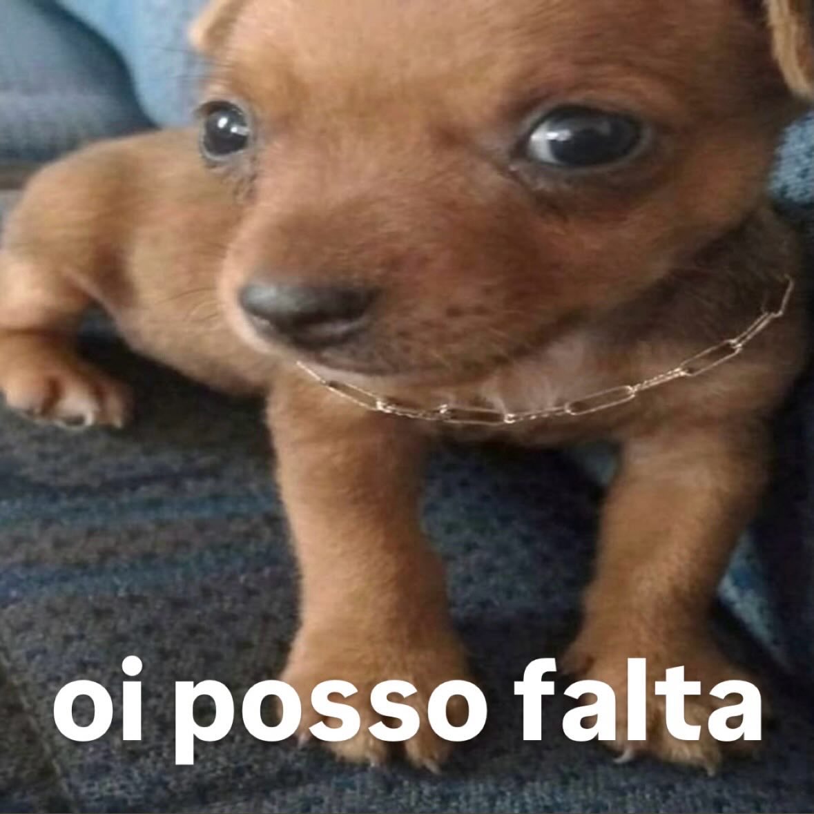 acervo doguinhos tweet media