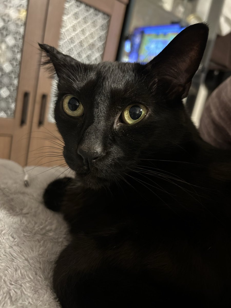 黒猫のリヴァイ tweet media