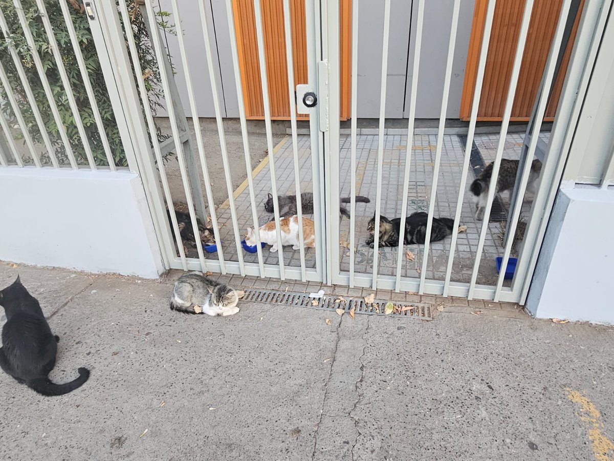 Nunca pido para los gatitos, pero ya se nos acaba la comida, por favor necesitamos comprar sacos de alimento ya que son 17 que vienen a comer a 2 lugares🥺🙏ellos no pueden quedar sin su comida diaria, estan acostumbrados🥺
Solange Palacios
Banco estado
Cuenta rut
17376209-7