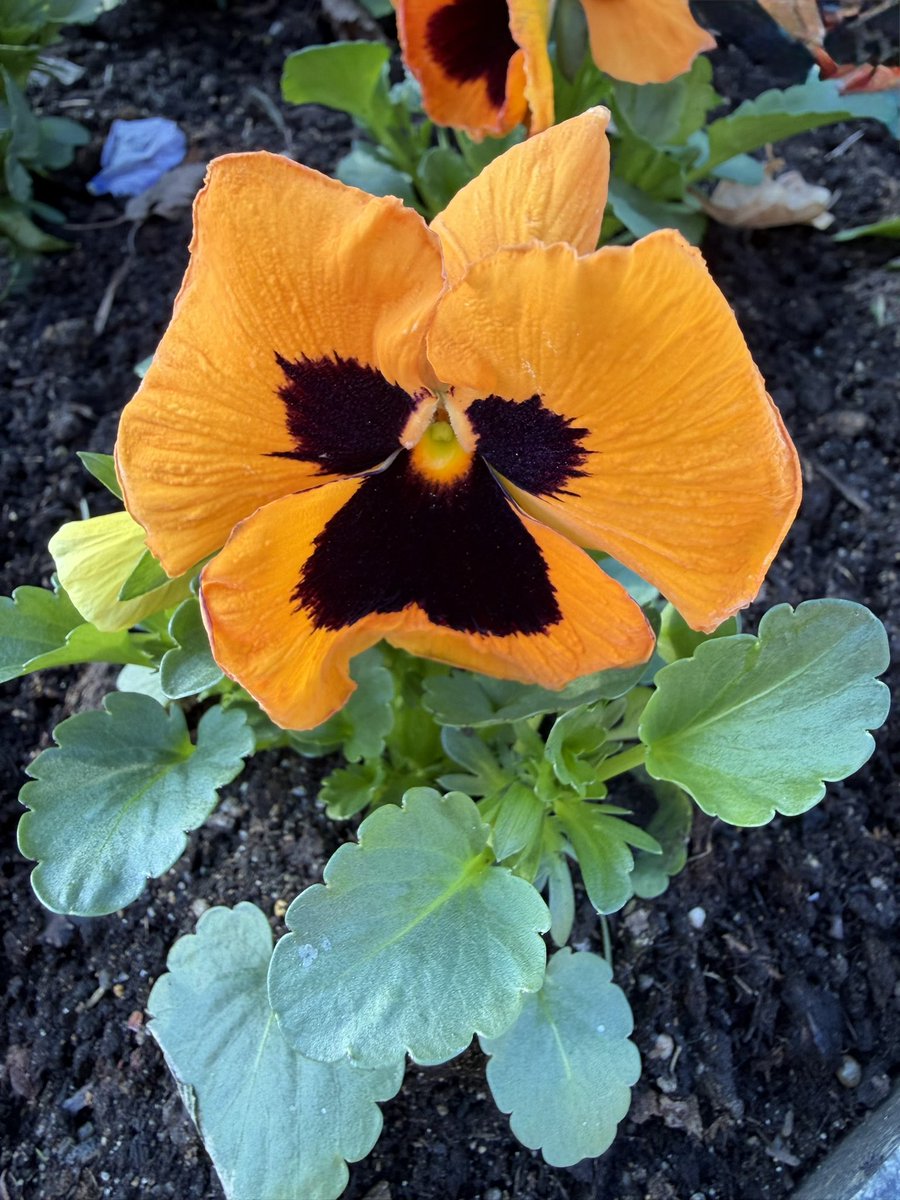 FRD490's tweet image. Viola 
🌱🌿💚💛🖤😊
#viola #blossom #flowers