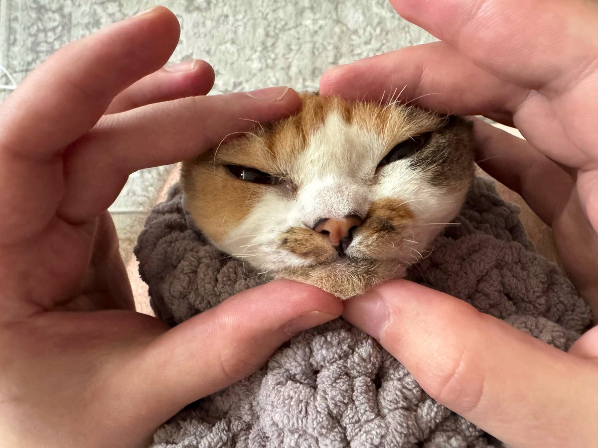 потужна кицька-чорнушка tweet media