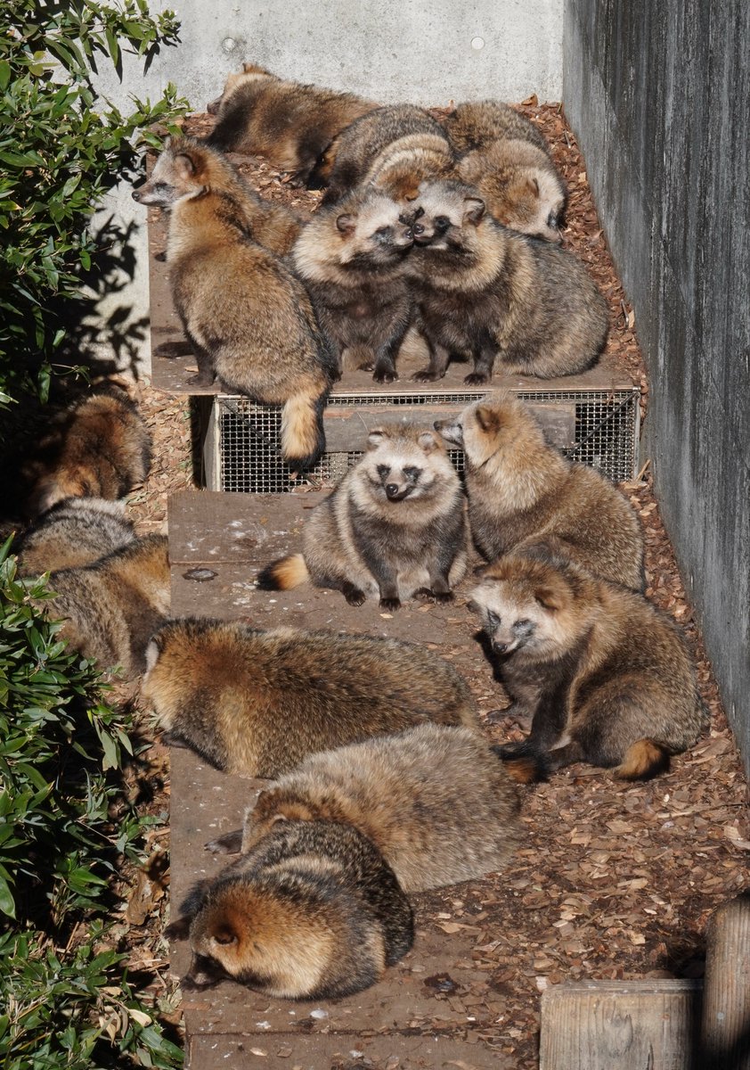 よしのりzoo tweet media