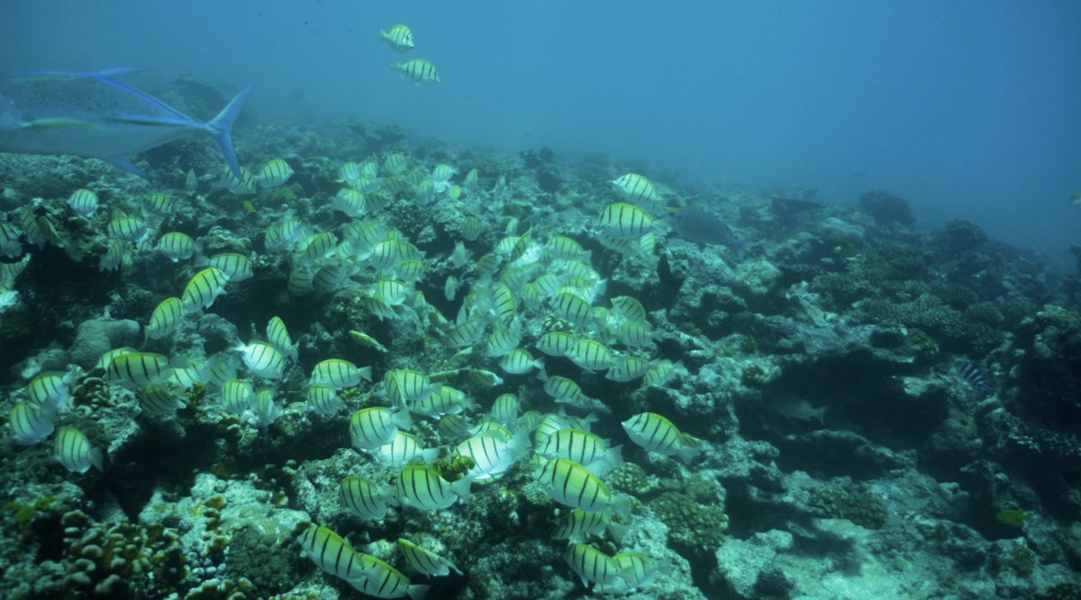 wiompan's tweet photo. From the frontline to the global spotlight! 

Nature Seychelles has been featured by Economist Impact and The Nippon Foundation for their science-driven coral restoration efforts. 

A brilliant example of WIO small island nations leading actionable climate solutions. 🪸 https://t.co/7hEWQVeMCx