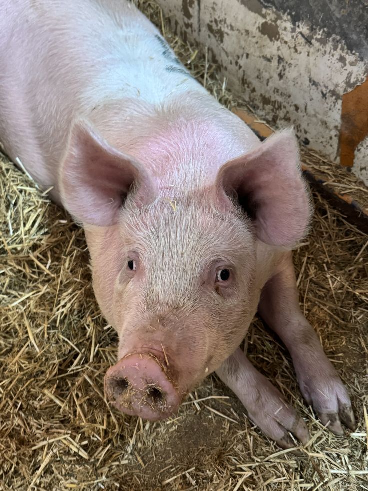 𝐌aria ! 💐 ( -1/6.0 ) tweet media