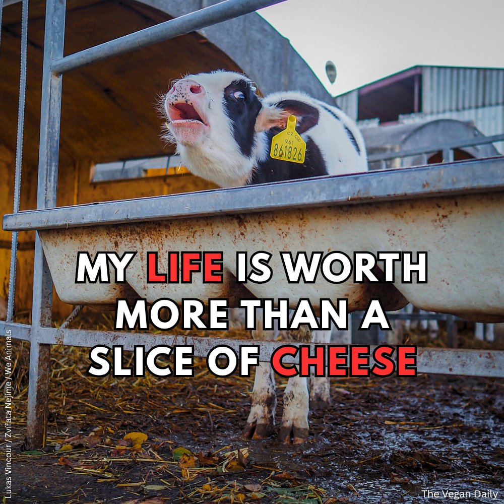 The_Vegan_Daily's tweet image. Is a slice of #cheese really worth more than their life? 🐄