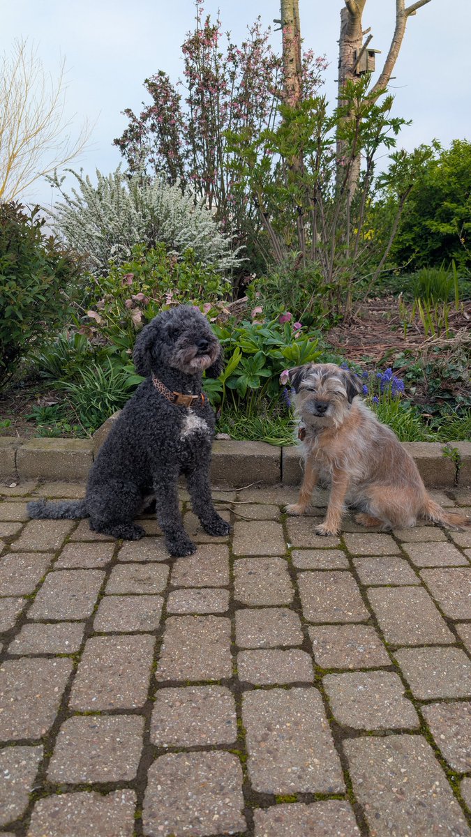 🐾💗Lady Bonnie Boo OBE💗🐾 tweet media