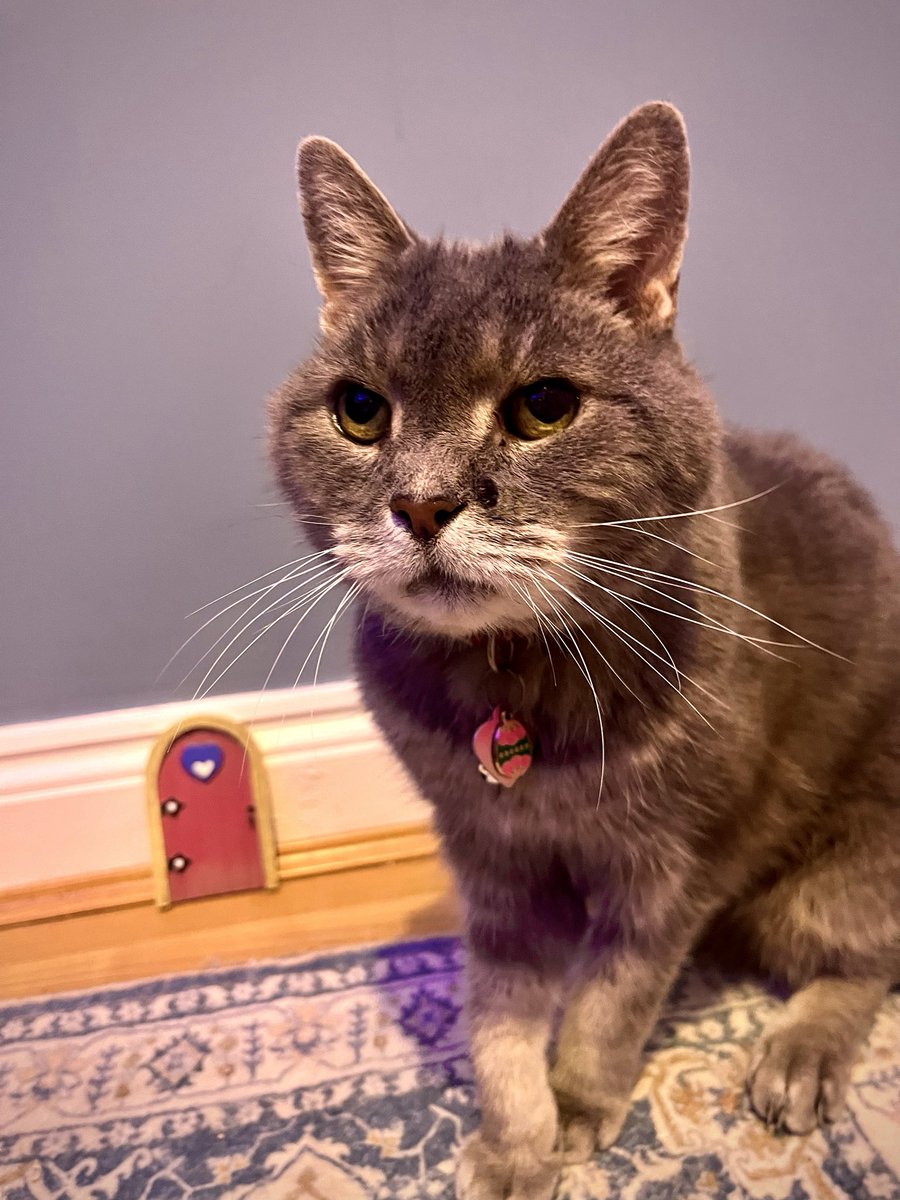 Malcolm & Baby Dog tweet media