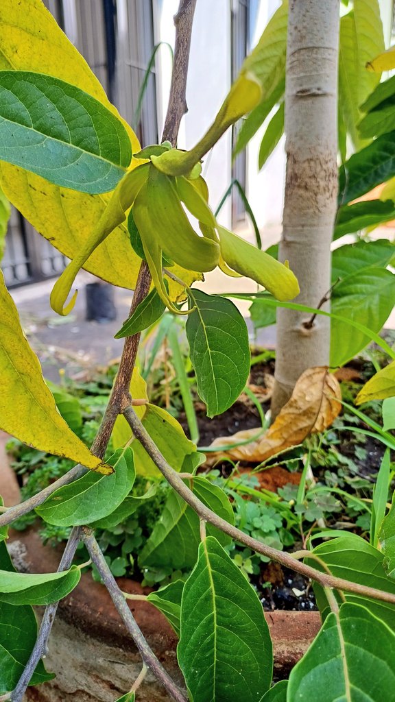 Tengo un pequeño árbol de ylang ylang en maceta, Mr. Lee.
Hoy noté su primera flor que no es particularmente aromática, su olor recuerds al Chanel #5.
Leo que las próximas flores serán más olorosas.
Me hizo el día. 
¿Y el de ustedes, cómo va?