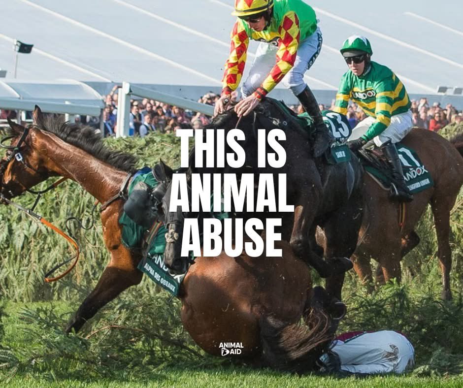 So true 

Dressing it up doesn’t change the fact that it’s animal abuse.⁠
⁠
Funny how people pretend it’s normal, right? Beating an animal whilst riding them until they collapse and die… that’s pretty disturbing.⁠
⁠
BOYCOTT HORSE RACING⁠
⁠
#YouBetTheyDie