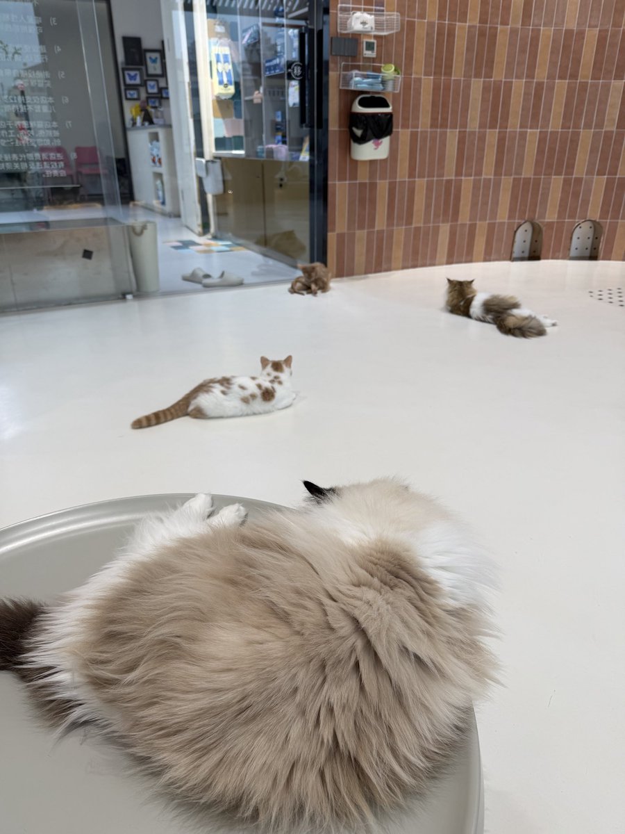 Mikechen2439's tweet photo. 貓咖放鬆 https://t.co/iDdiDqhMNd