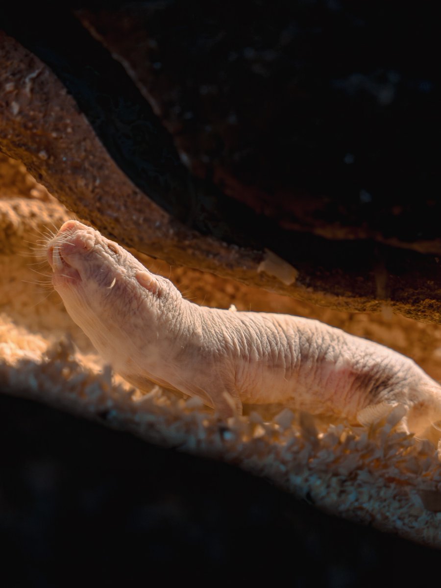 salkinstitute's tweet image. Naked mole rats have been especially fascinating little critters to scientists for decades. They are remarkably cancer-resistant, live over 30 years, and can survive in near-zero oxygen. In addition to their biological traits, they also have unique social structures.

The nearly