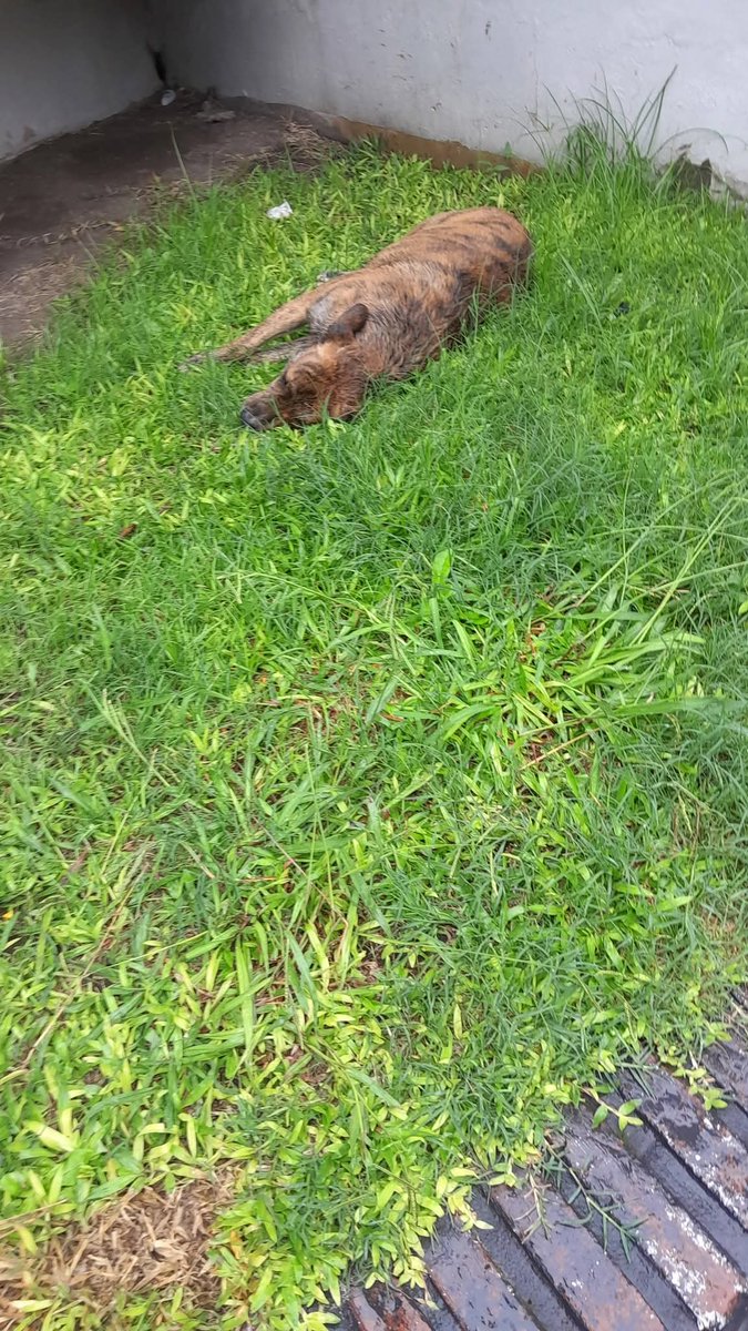 Mabel Comba 🇦🇷🐾 tweet media