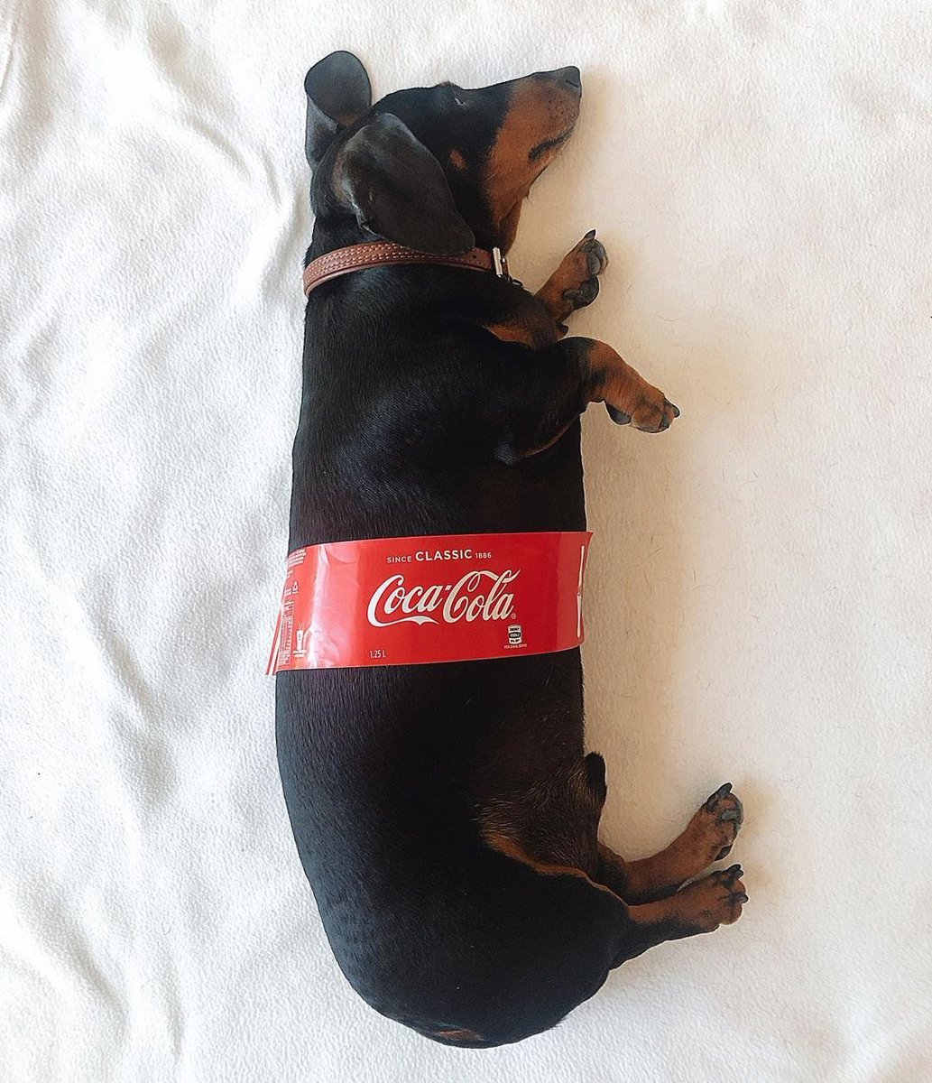 Salsichinhas tweet media