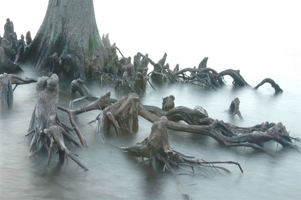 These gnarly tree roots, in the Outer Banks of North Carolina, look ...