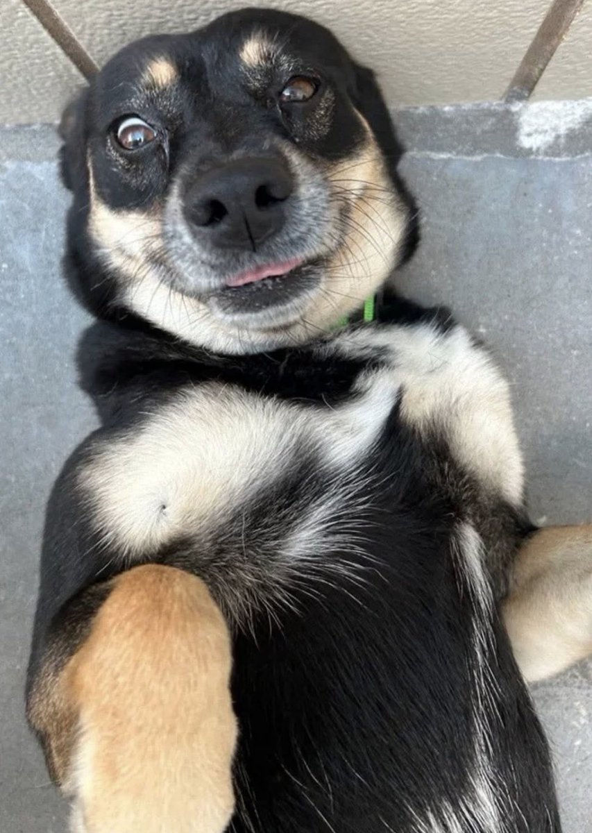 LeporidaeCheryl's tweet image. Accidental Mixup! Happens to the BEST of us! 

It turns out that KELLY #A387020 is STILL at #CorpusChristiACS &amp;amp; that her Kennel Mate, LUCY was the 1️⃣ who was tagged for Rescue several days ago ‼️ 🆘

This GORGEOUS Baby is filled with KISSES from Head to Wagging Tail. 

An