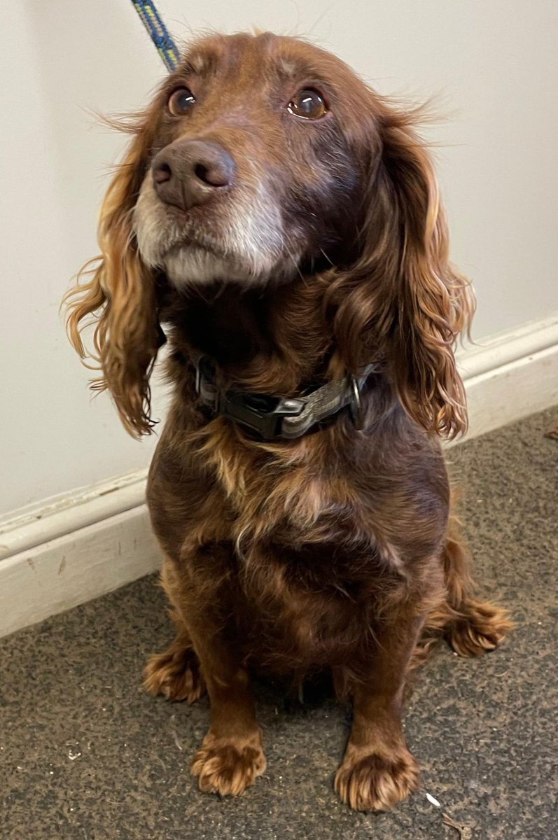 Animal Adoptions UK 🐕🦺🐈🐎❤️ tweet media