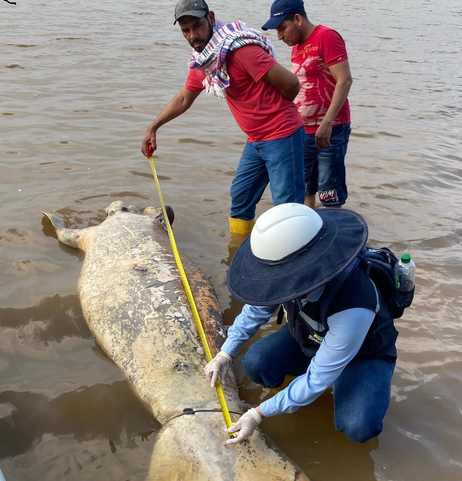 Metropolitano Noticias tweet media