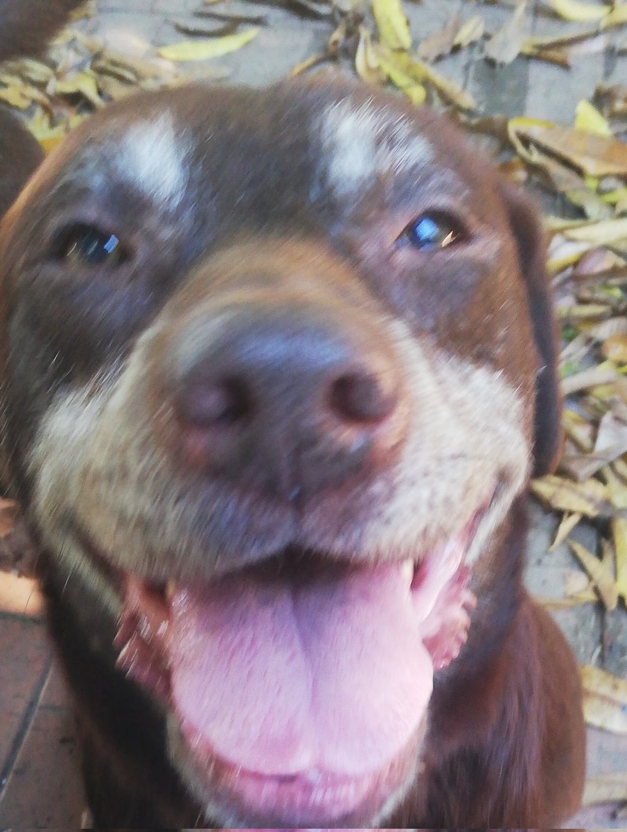 Ancient Civilizations South America tweet media