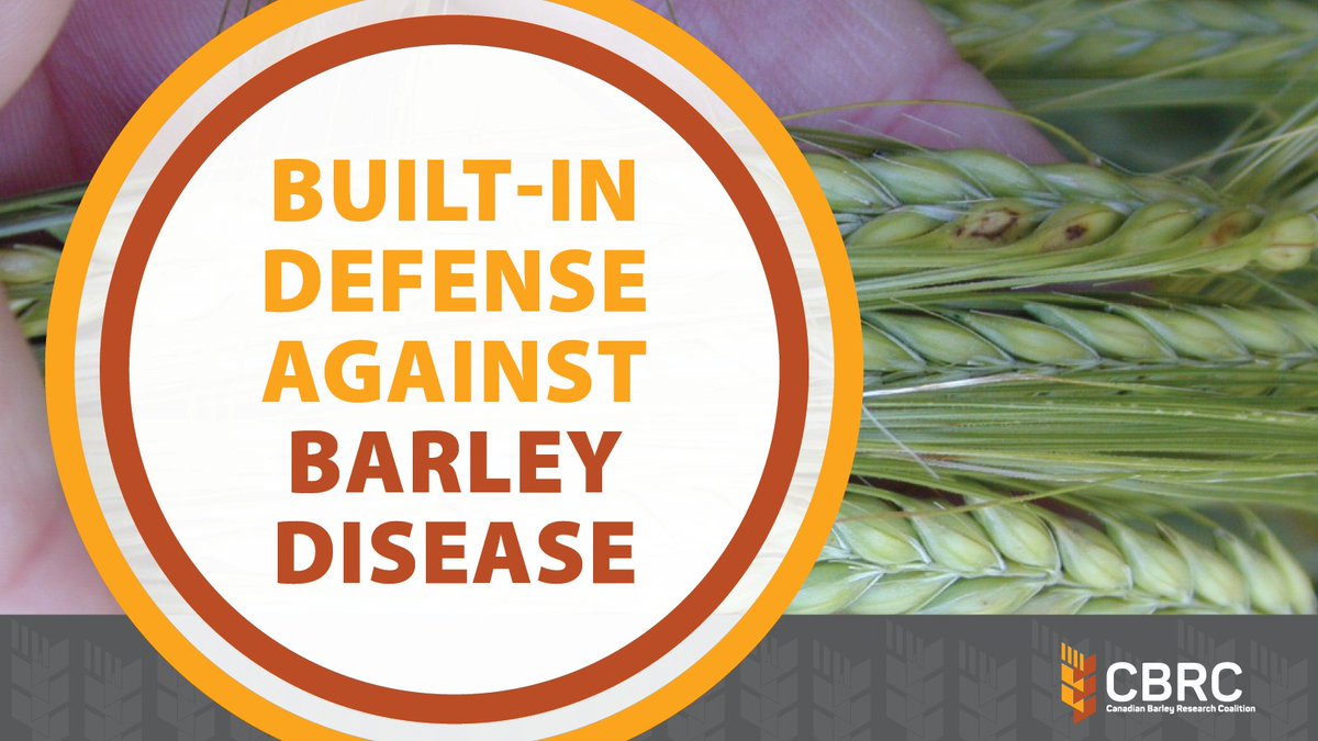 Canadian Barley Research Coalition tweet media