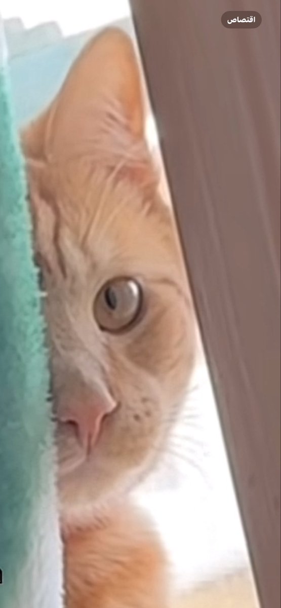 الزعيم tweet media