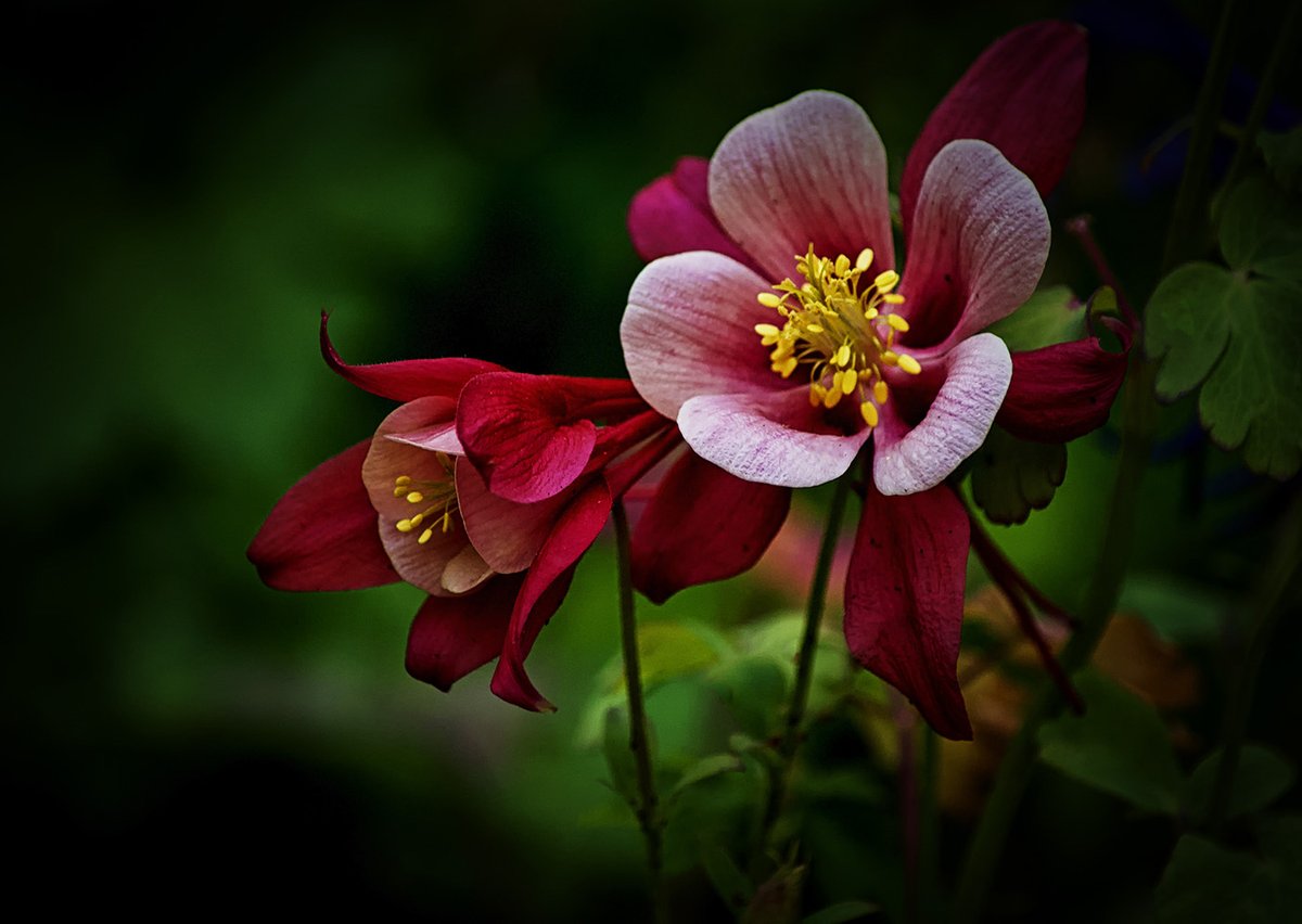 Sam_Alexandra23's tweet image. Good day Photographers &amp;amp; Friends!  Today let's explore the colour #Red as it's the most difficult one capture well. It requires less exposure to grab the details no matter your subject.  Enjoy your day and be safe out there! #Photography #Nature 📸😊