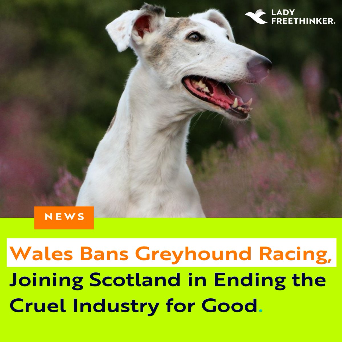 Lady Freethinker tweet media