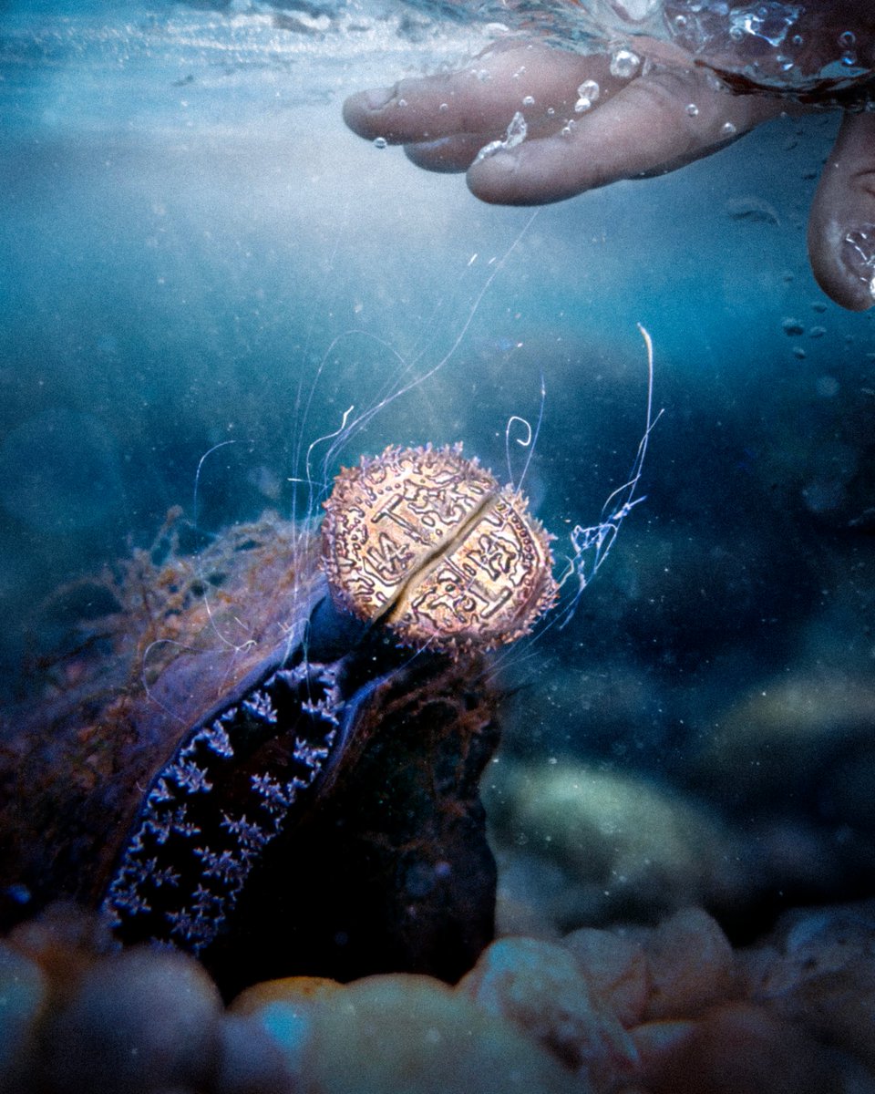 Eduardo Valdés-Hevia 👁️ tweet media