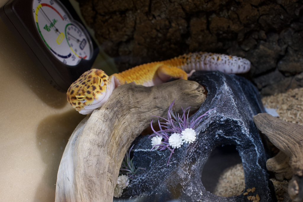 まぬ(元:あい) tweet media