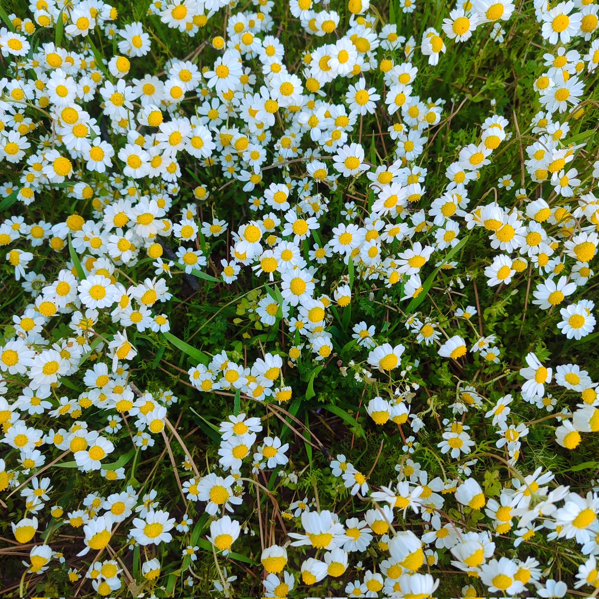 EsraDur30976870's tweet image. #springtime 🌸🌾🌹🌷