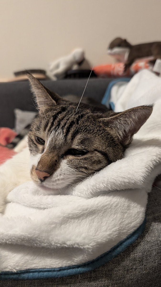 野良さん@握力3.zip tweet media