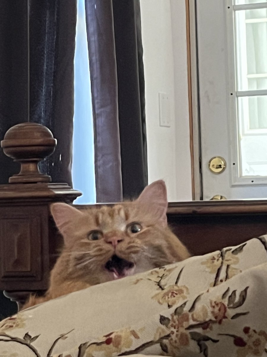 Brandon ッ tweet media