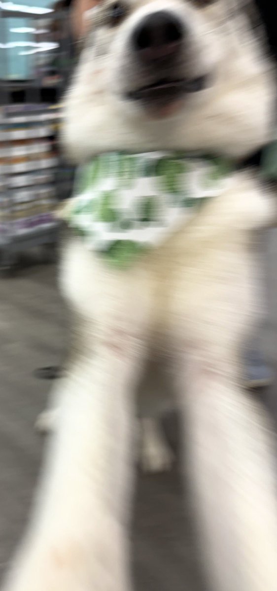 Happy Birthday to the love of my life <a href="/KusaVT/">Kusakabe Kamina ~ Cozy Dogtuber</a> ! And my little wolf gremlin Benny’s birthday is today too! My life became so much more complete when you both came into my life and I can’t wait for more years to come! I love you so much. Thank you for allowing fate to have us find