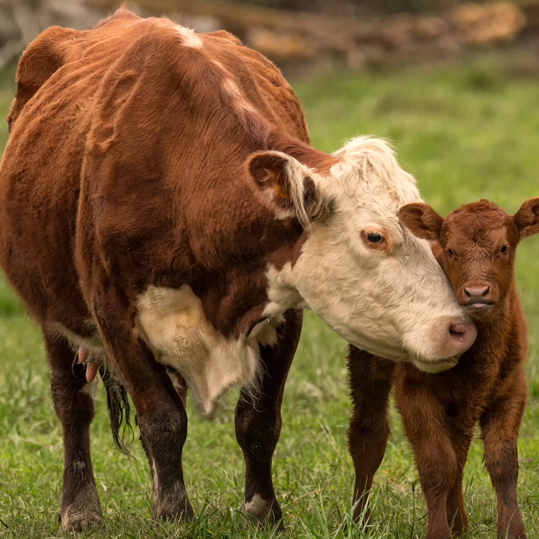 cambtech's tweet photo. Calving season is in full swing! We have the science-based solutions you need to give momma &amp; baby the best start possible. Our flexible formulations give you the chance to stay ahead of the curve using vaccines targeting the most pressing disease threats. https://t.co/chO5HADqkz https://t.co/xsWdXxS7KQ