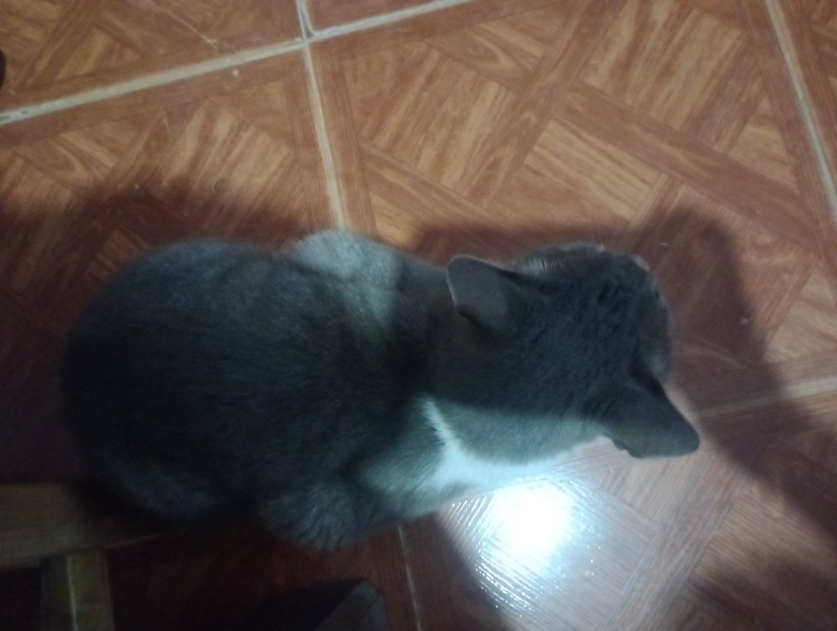 junior y Milo🐱🐱 tweet media