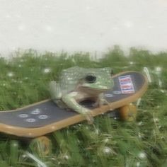 No Context Frogs (@nocontextfrogs) on Twitter photo 