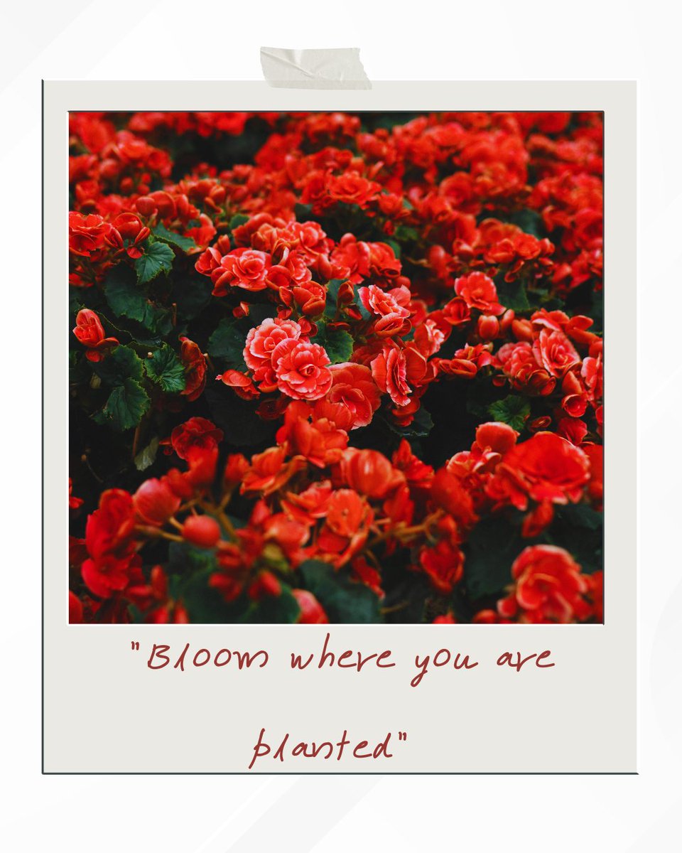 RenataVLewis's tweet image. Sometimes the biggest transformations happen right where you already stand. Embrace your journey, nurture your growth, and let your light show. ✨

#bloom #lifestyle #liveyourbestlife #lifechanging #mindfulness #personalgrowth #goodenergy #beyourbestself